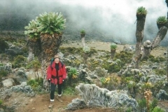 kilimanjaro-giant-lobelia